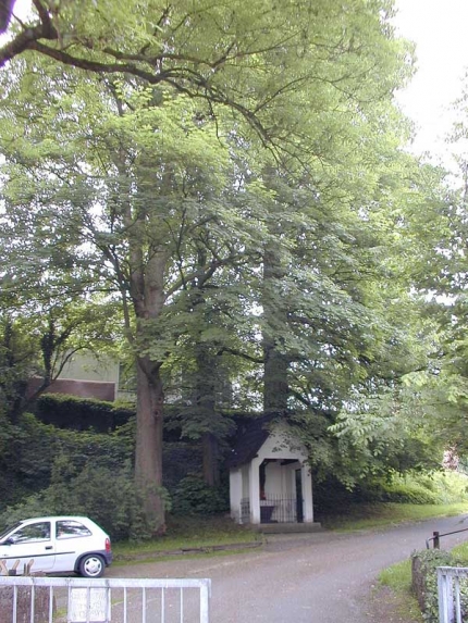 Bild 1 von 1 Bergahorn und 2 Sommerlinden